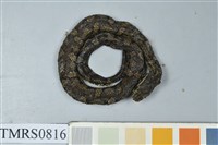 藏品(菊池氏龜殼花)的圖片